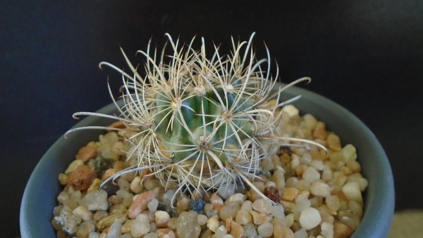 Ancistrocactus (Sclerocactus) scheeri - Cactusi 2020 evolutie
