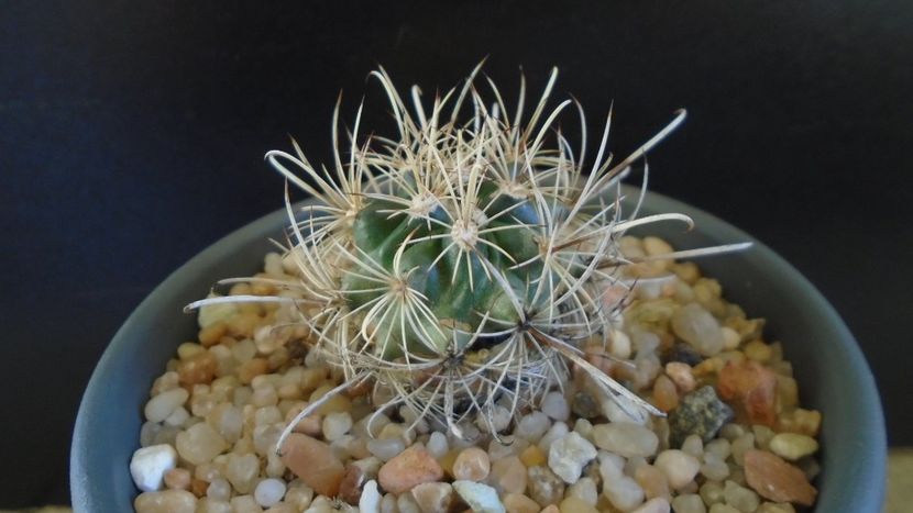 Ancistrocactus (Sclerocactus) scheeri - Cactusi 2020 evolutie