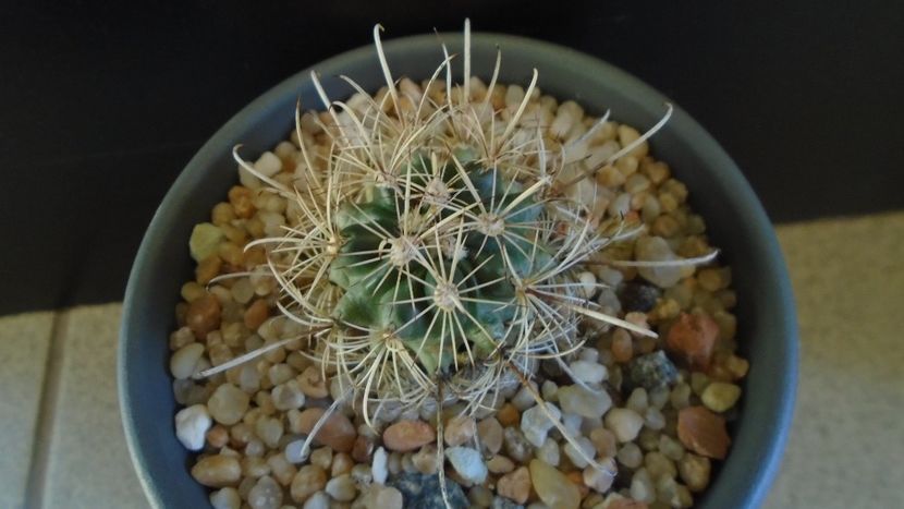 Ancistrocactus (Sclerocactus) scheeri - Cactusi 2020 evolutie