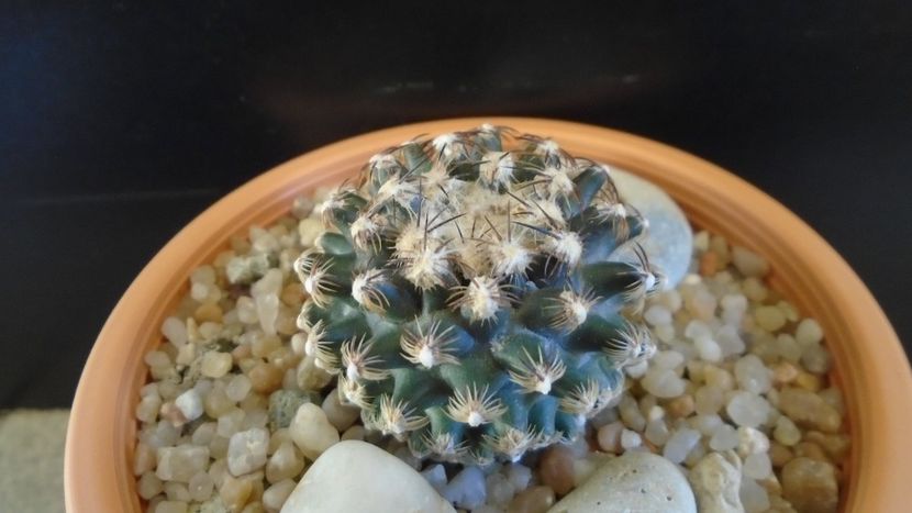 Pediocactus knowltonii - Cactusi 2020 evolutie