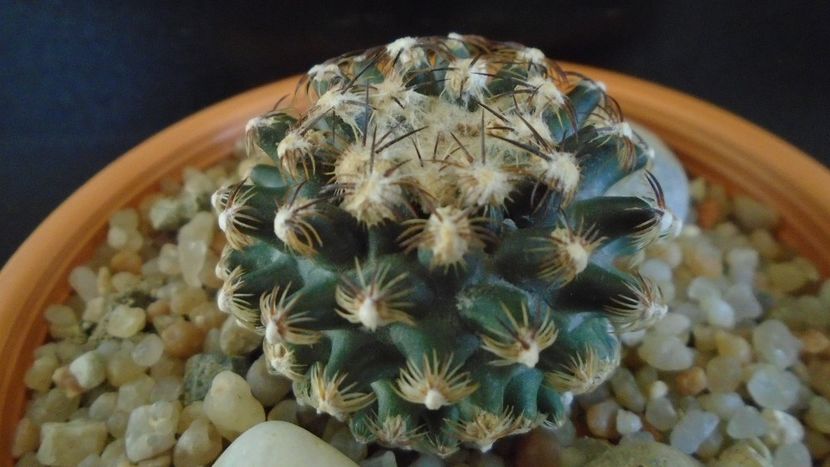 Pediocactus knowltonii - Cactusi 2020 evolutie