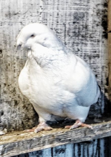  - - A - A - A - PROIECT INCHEIAT