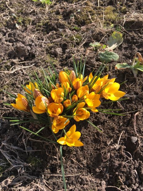 5F1A1AB9-FC92-4A62-9EE7-4FD600C907FA - Grădina 2020