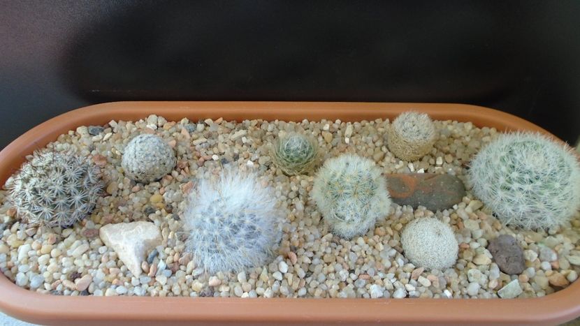 Grup de 8 Mammillaria - Cactusi 2020 - catalogare 3