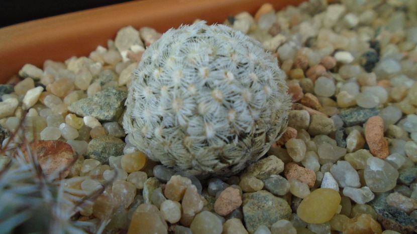 Mammillaria duwei - Cactusi 2020 - catalogare 3