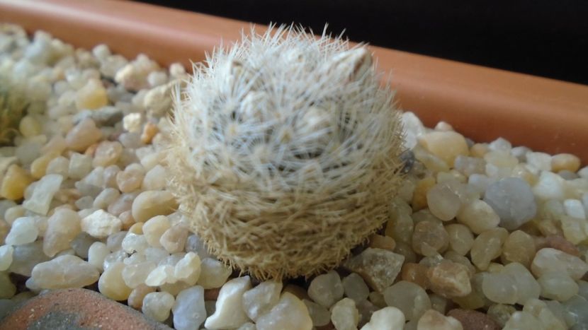 Mammillaria lasiacantha v. denudata - Cactusi 2020 - catalogare 3
