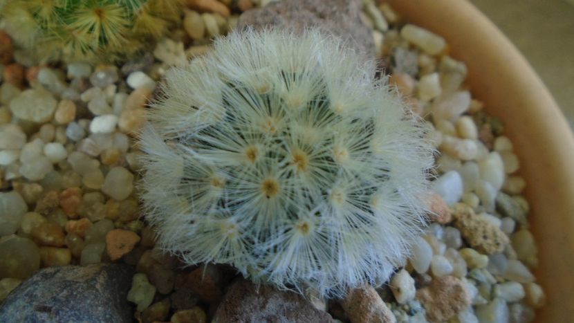 Mammillaria carmenae - Cactusi 2020 - catalogare 3