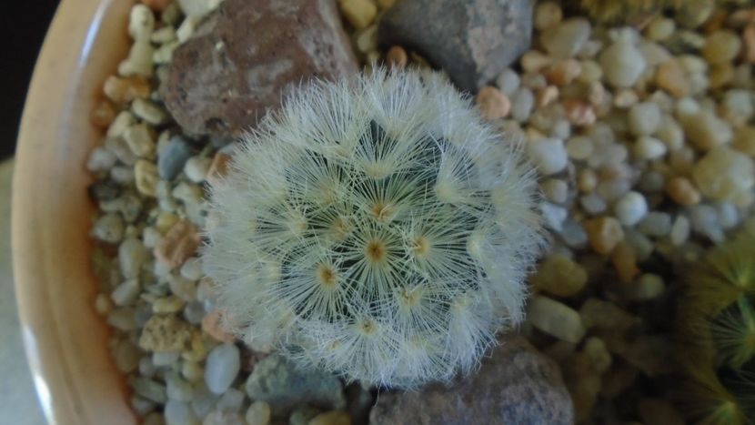 Mammillaria carmenae - Cactusi 2020 - catalogare 3