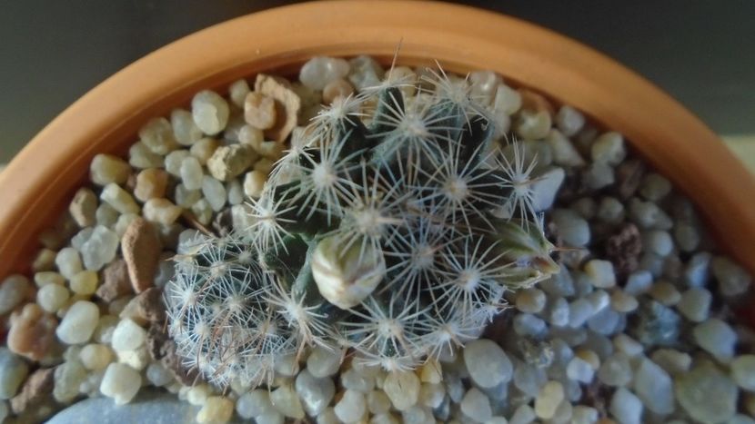 Mammillaria coahuilensis ssp. albiarmata - Cactusi 2020 - catalogare 3