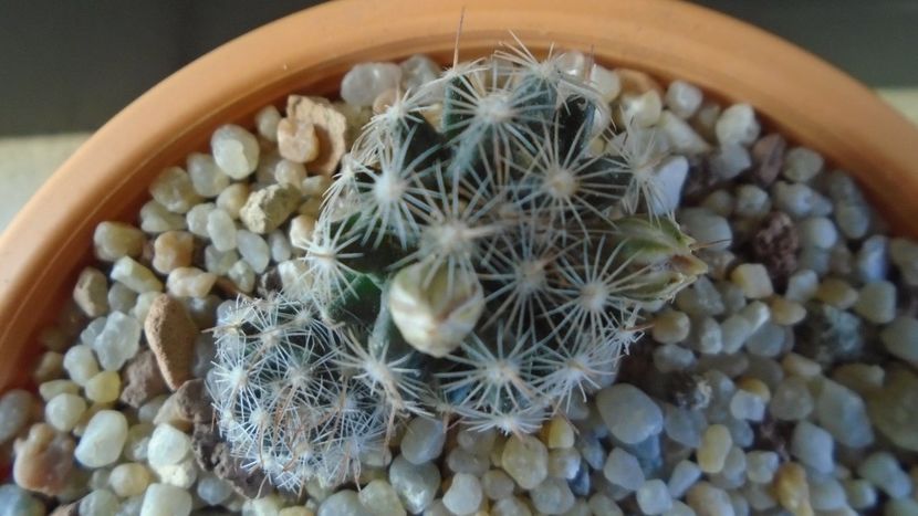 Mammillaria coahuilensis ssp. albiarmata - Cactusi 2020 - catalogare 3