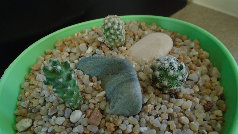 Grup de 3 Mammillaria saboae - Cactusi 2020 - catalogare 3