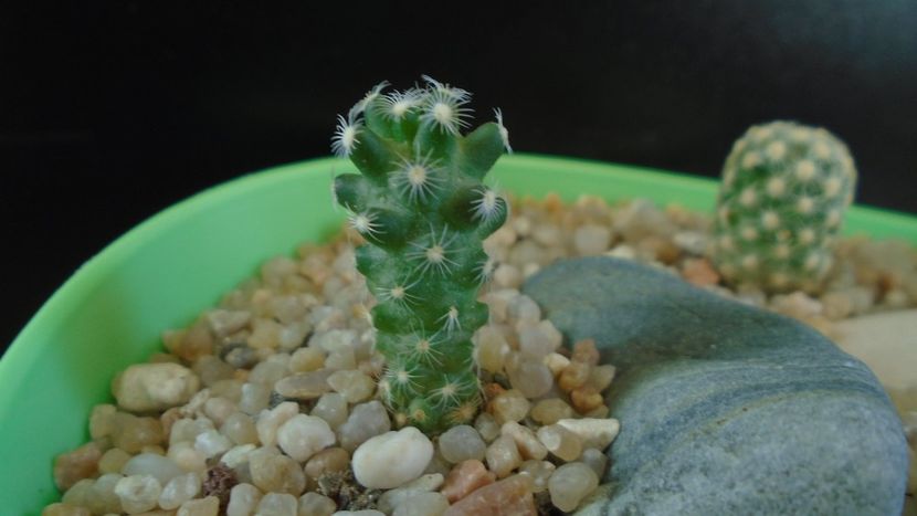 Mammillaria saboae - Cactusi 2020 - catalogare 3