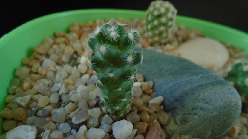 Mammillaria saboae - Cactusi 2020 - catalogare 3