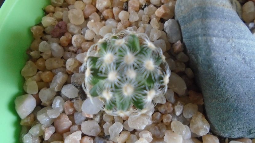 Mammillaria saboae ssp. haudeana - Cactusi 2020 - catalogare 3