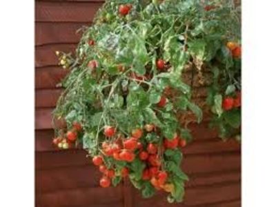 copiata - SEMINTE ROSII - T 615 TUMBLING TOM RED - curgatoare de ghiveci