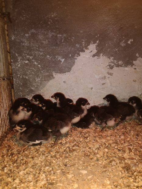 Pui de la Reghin - Tineret 2020