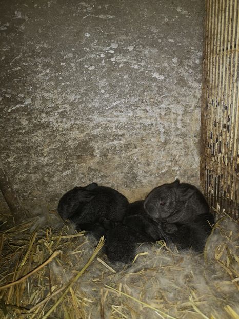 Iepurasi - Tineret 2020