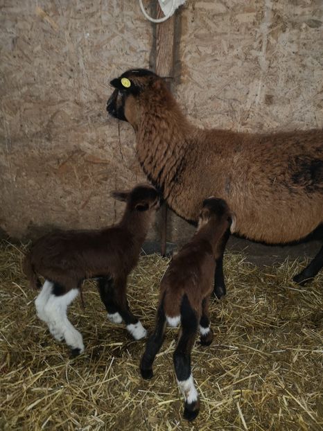 Născuți 28 02 2020 - Tineret 2020