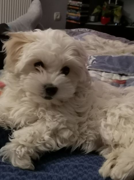 Bella - Tineret 2020