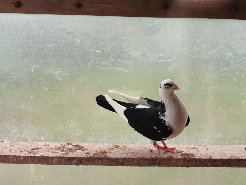 IMG-20200229-WA0149 - porumbei galateni pe negru