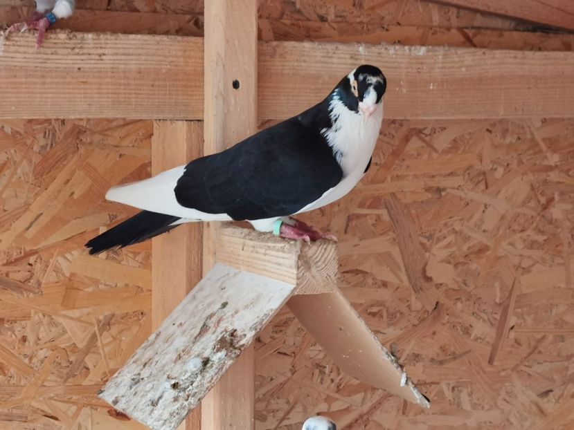 IMG-20200229-WA0116 - porumbei galateni pe negru