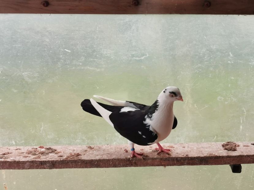 IMG-20200229-WA0119 - porumbei galateni pe negru