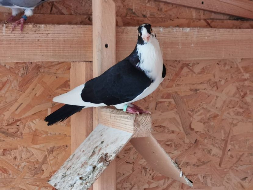 IMG-20200229-WA0082 - porumbei galateni pe negru