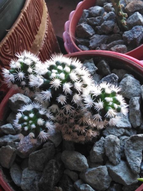 cactus-4 - suculente si cactusi