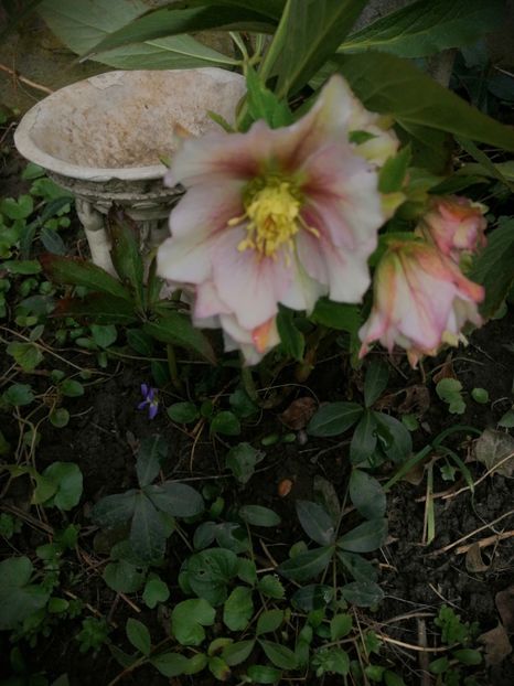  - Spânz helleborus 2020