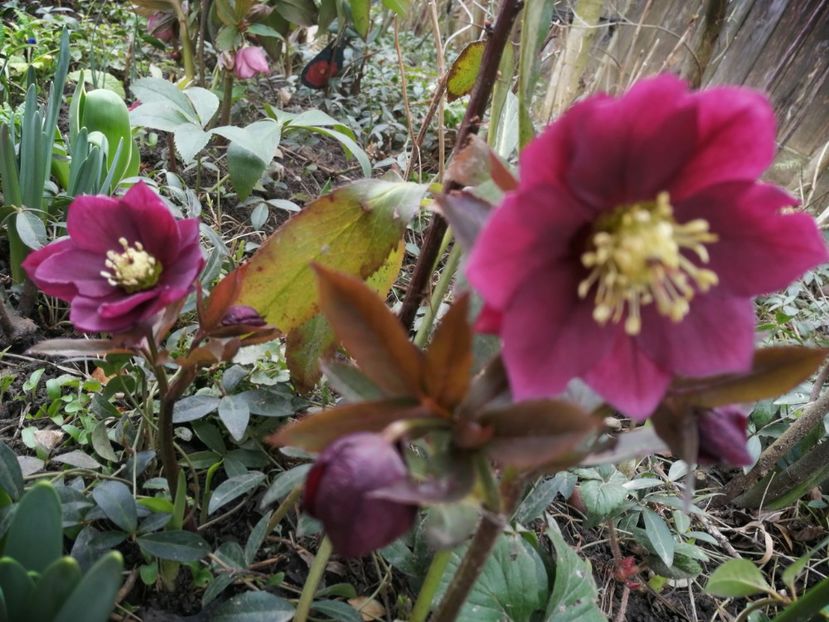  - Spânz helleborus 2020