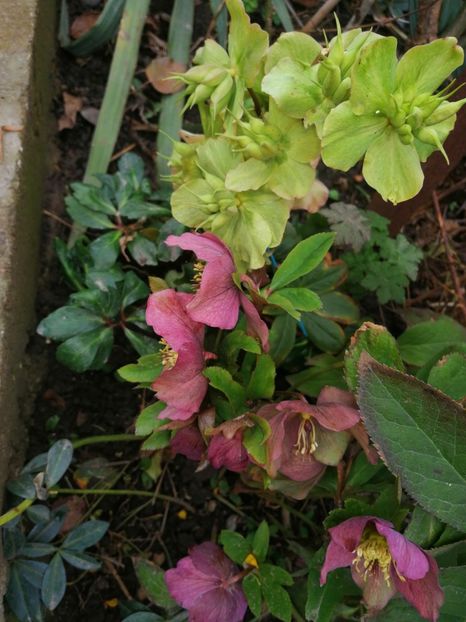  - Spânz helleborus 2020