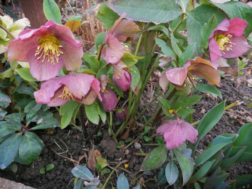  - Spânz helleborus 2020