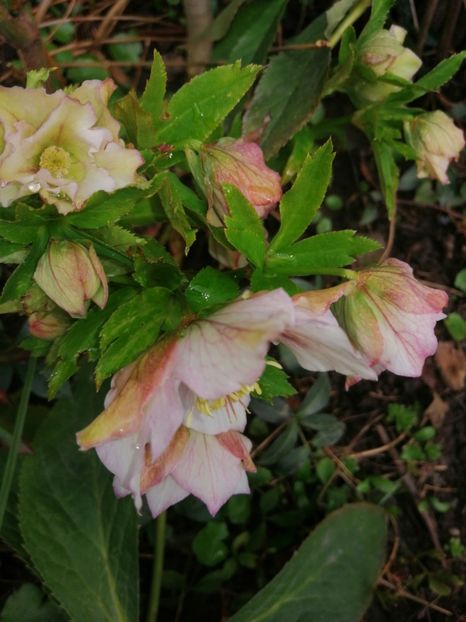  - Spânz helleborus 2020