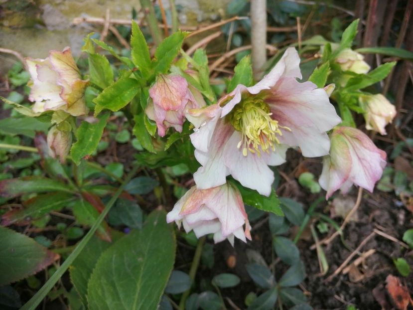  - Spânz helleborus 2020