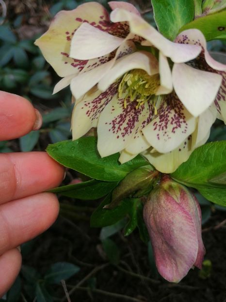  - Spânz helleborus 2020