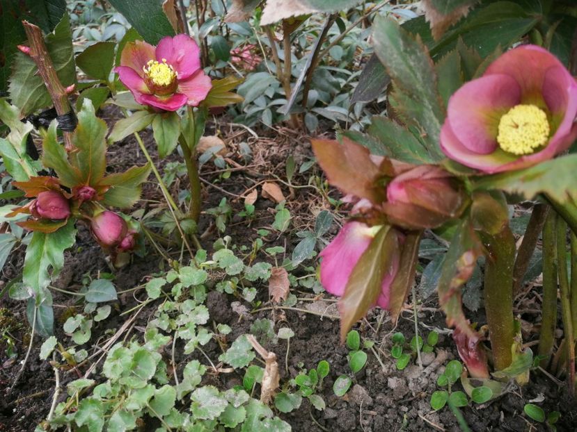  - Spânz helleborus 2020