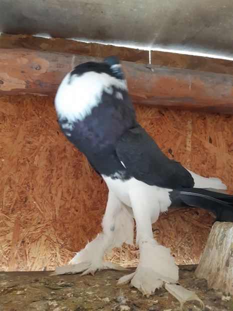  - Gusati de pomerania