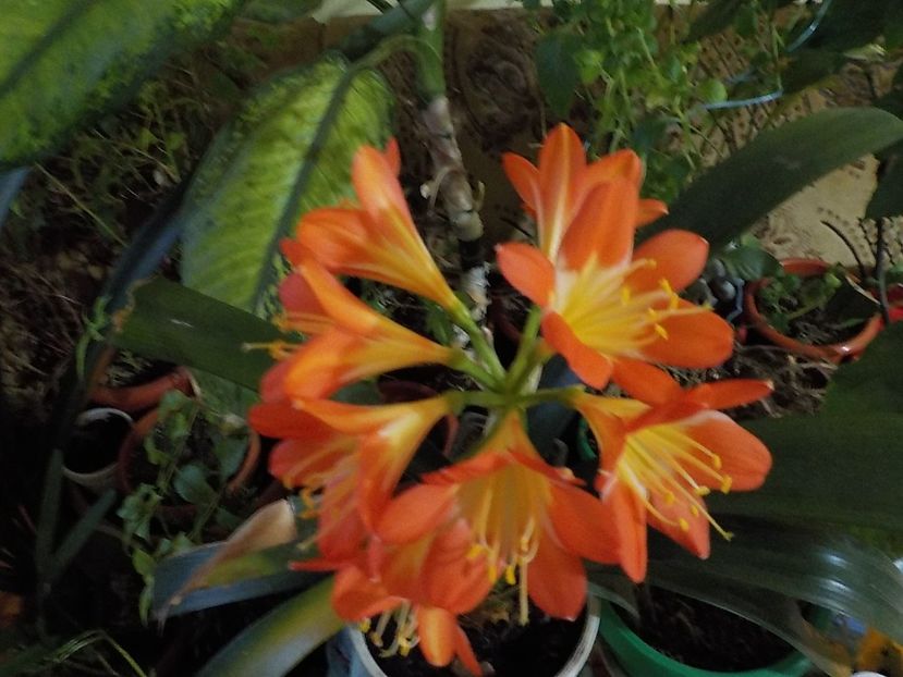  - clivia