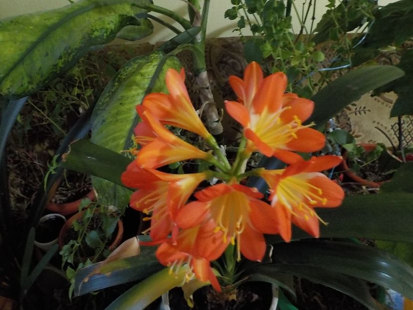  - clivia