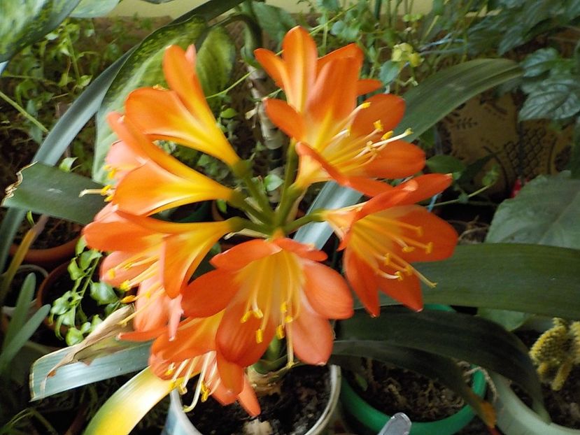 - clivia