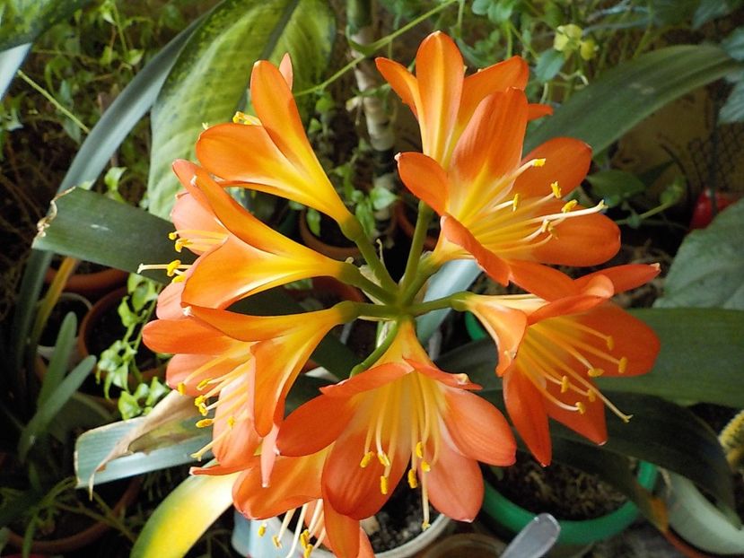  - clivia
