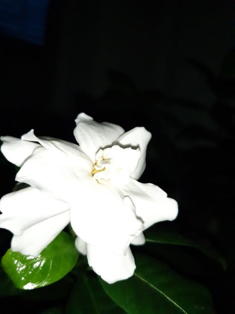 1 Martie - GArdenia- Iasomie