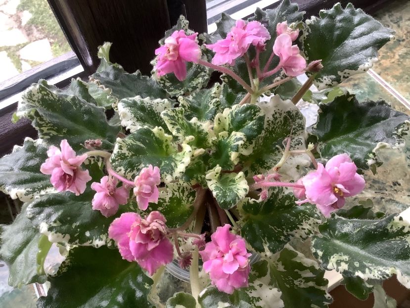  - Gemcraft Pink Pearl