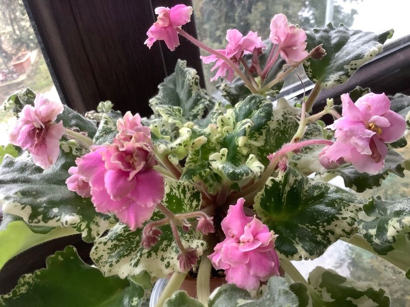  - Gemcraft Pink Pearl