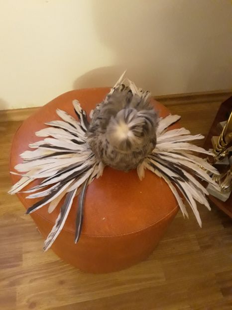 20191229_162242(0) - Poze Tobosari 2020