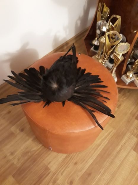  - Poze Tobosari 2020