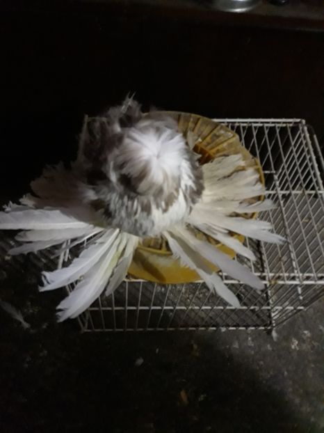  - Poze Tobosari 2020