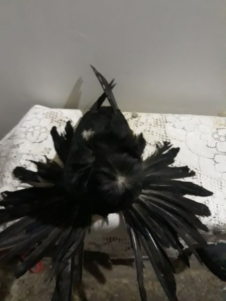  - Poze Tobosari 2020