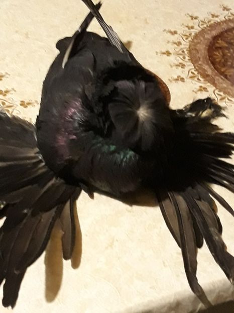  - Poze Tobosari 2020