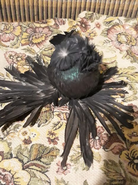  - Poze Tobosari 2020